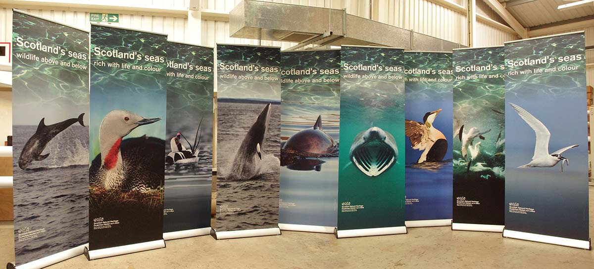 banner highlighting scotlands's seas wildlife above and below 